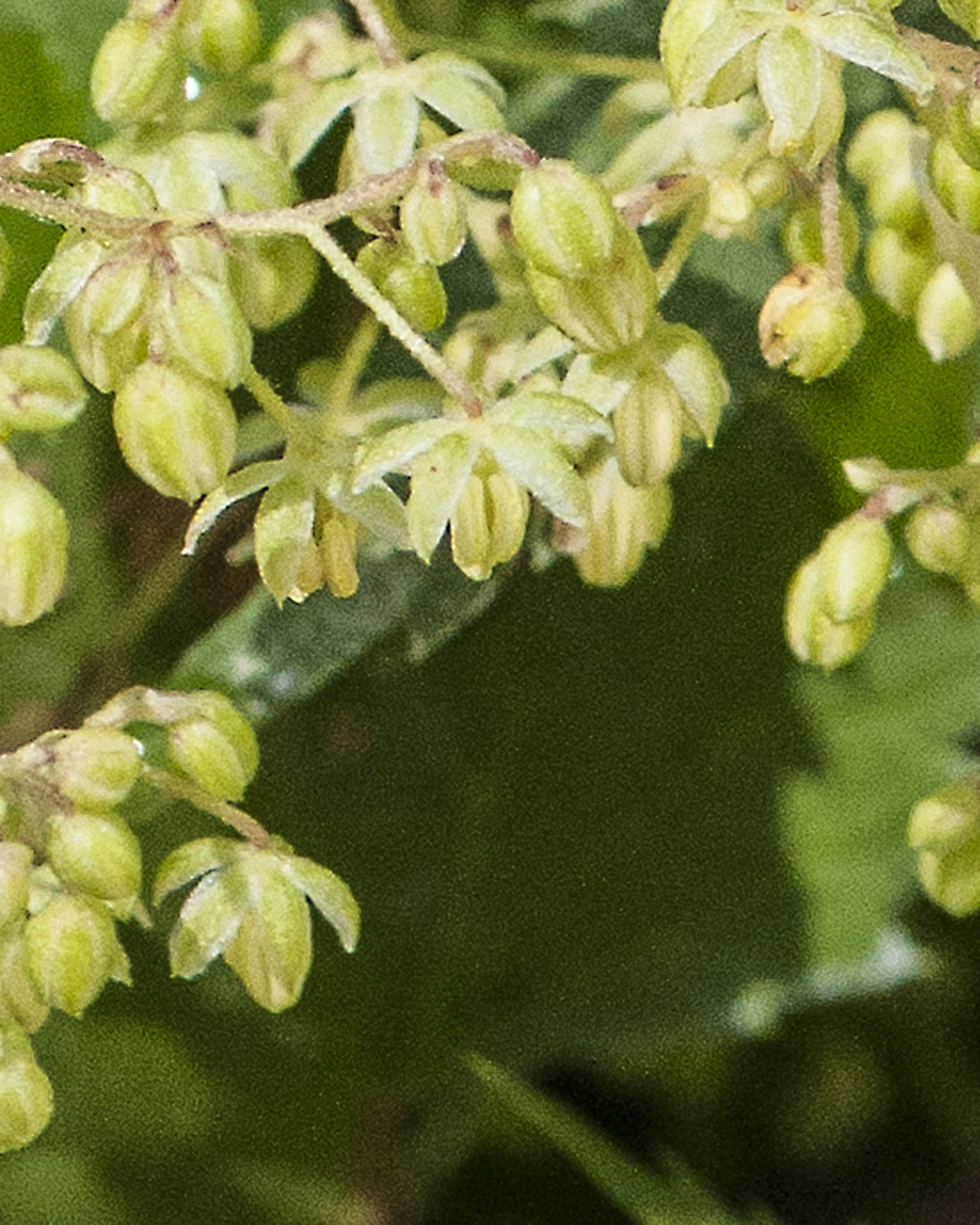 Common Hop Flower