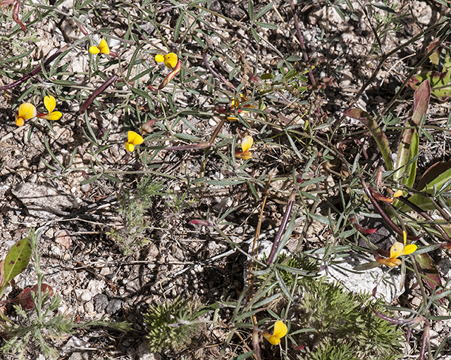 Common Lotus Plant