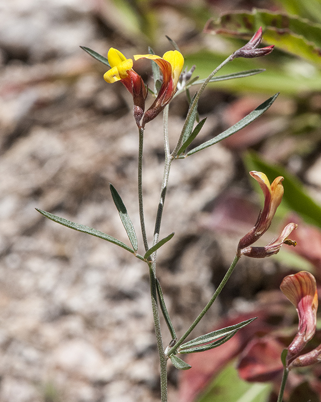 Common Lotus Stem