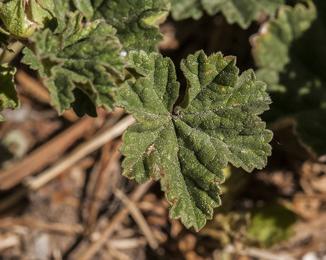 Common Mallow Leaves