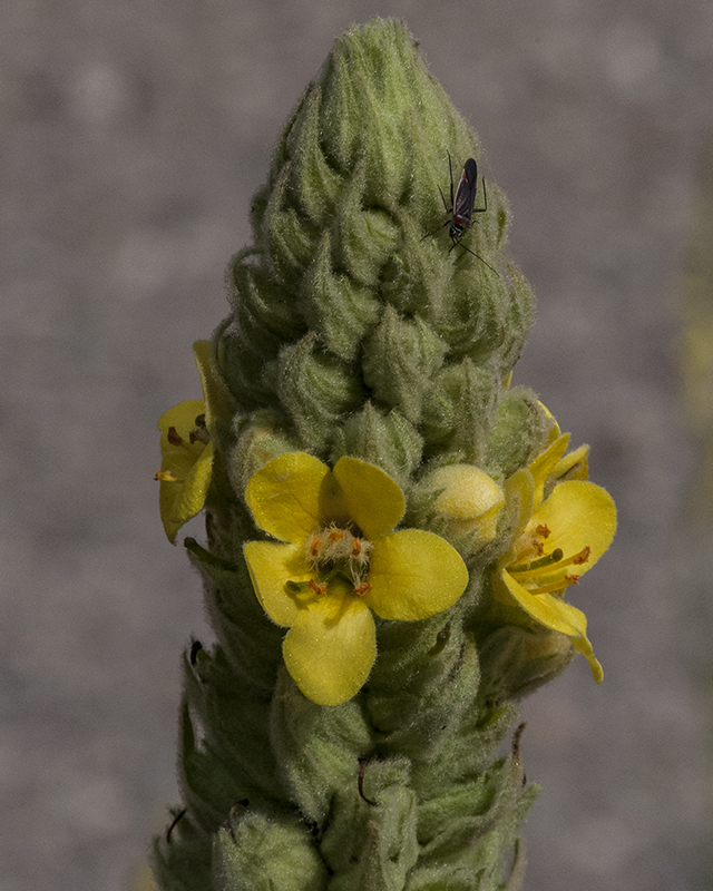 Common Mullein Flower
