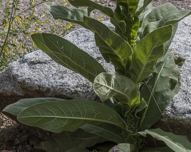Common Mullein Leaves