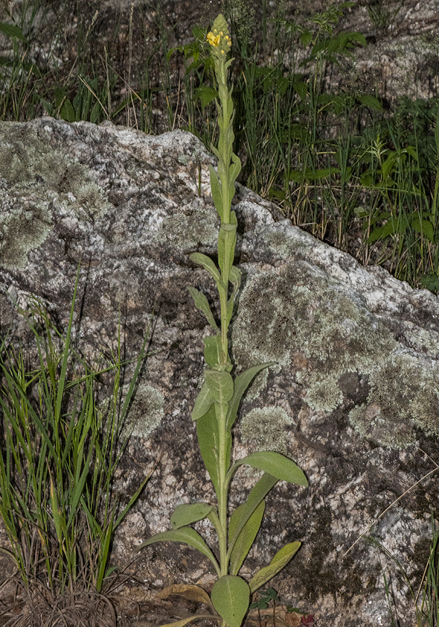 Common Mullein Plant