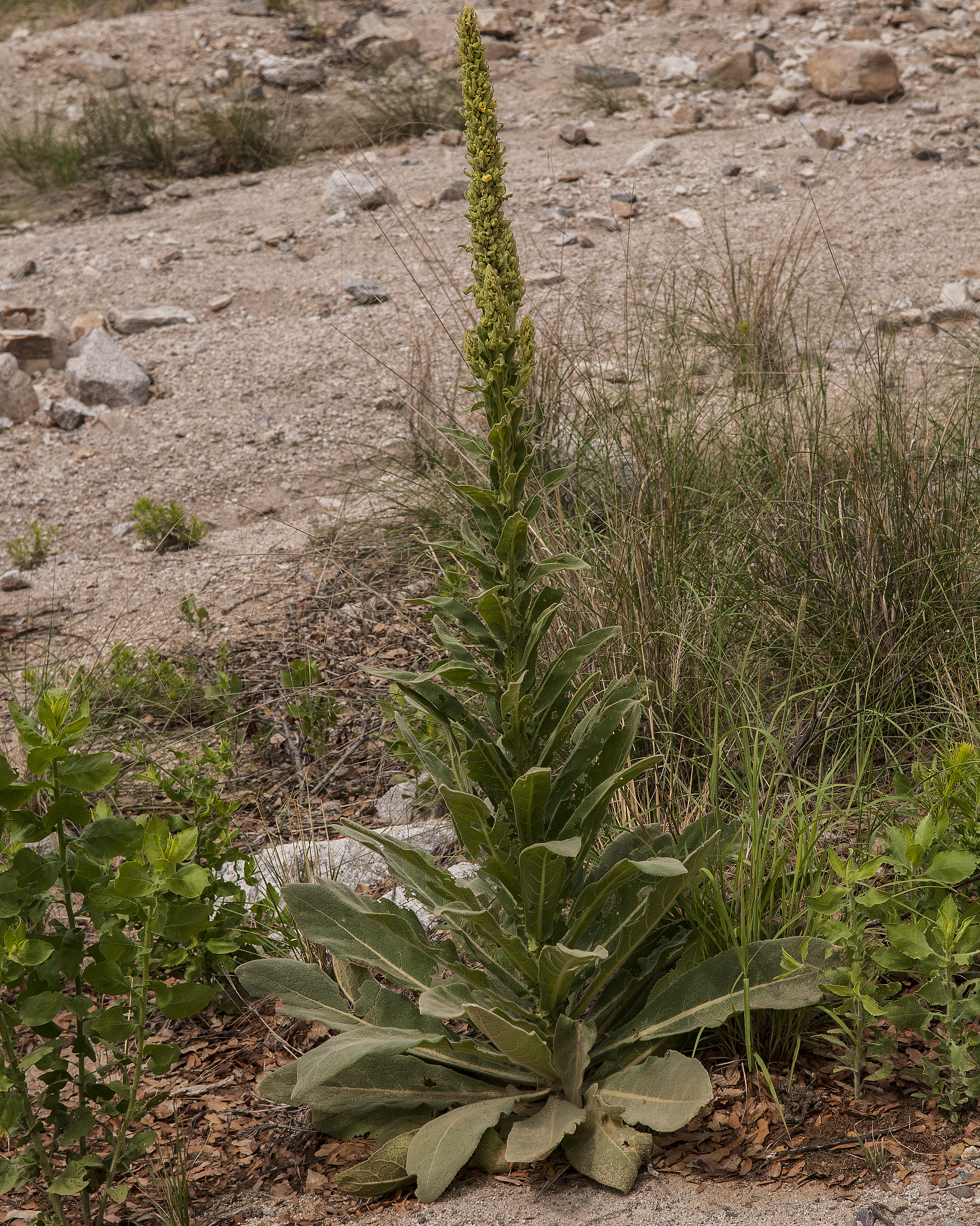 Common Mullein Plant