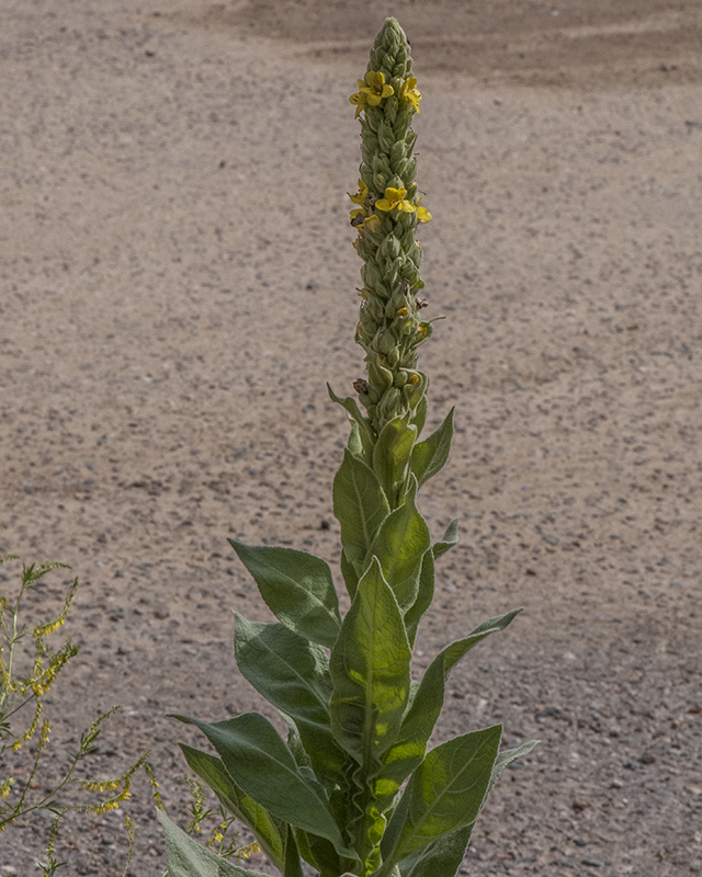 Common Mullein Stem