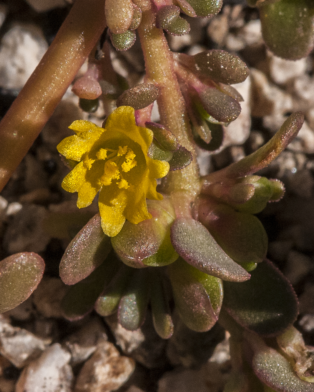 Common Purslane Flower