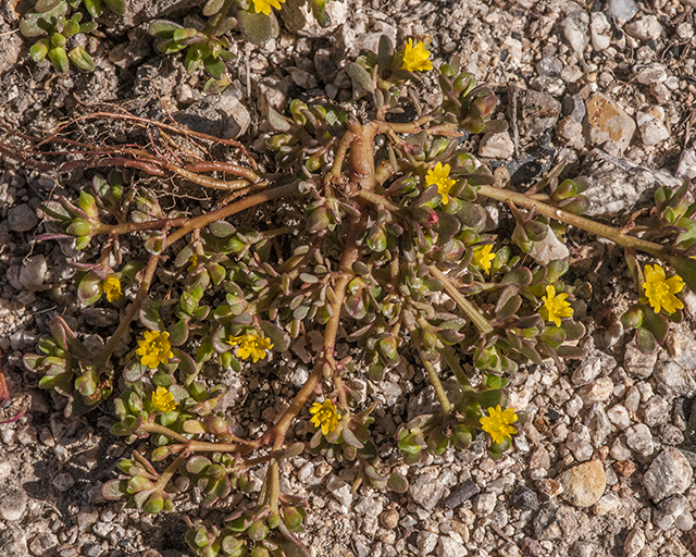 Common Purslane Plant