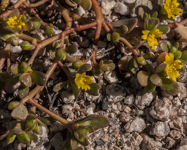 Common Purslane Stem