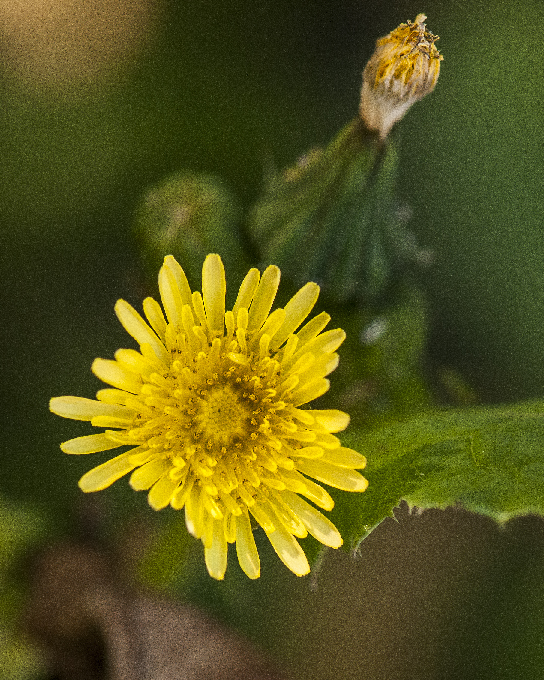 Common Sowthistle Flower