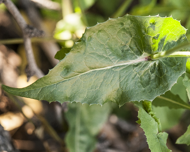 Common Sowthistle Leaves