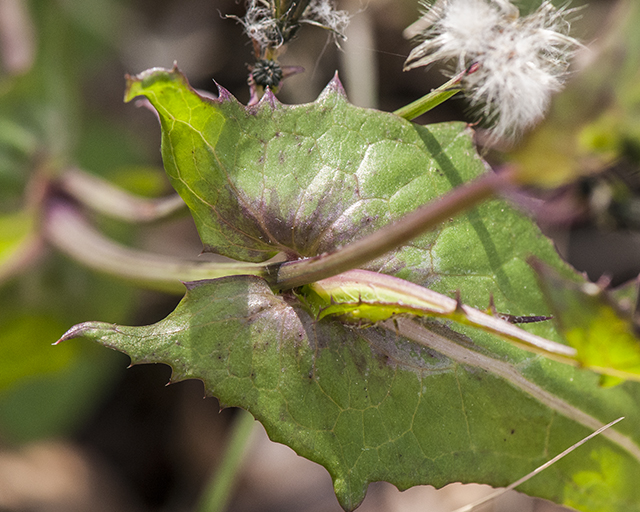 Common Sowthistle Leaves