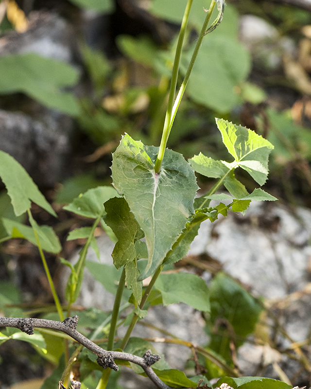 Common Sowthistle Plant