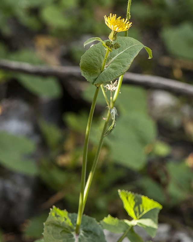Common Sowthistle Stem