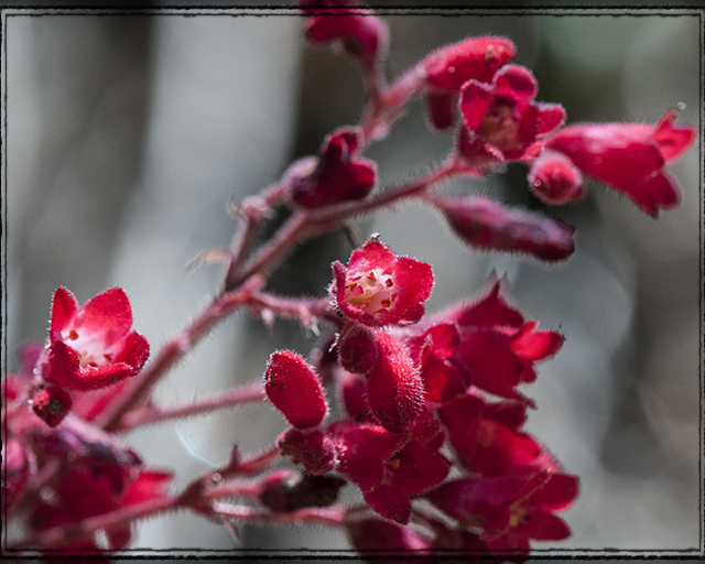 Coral Bells Flower