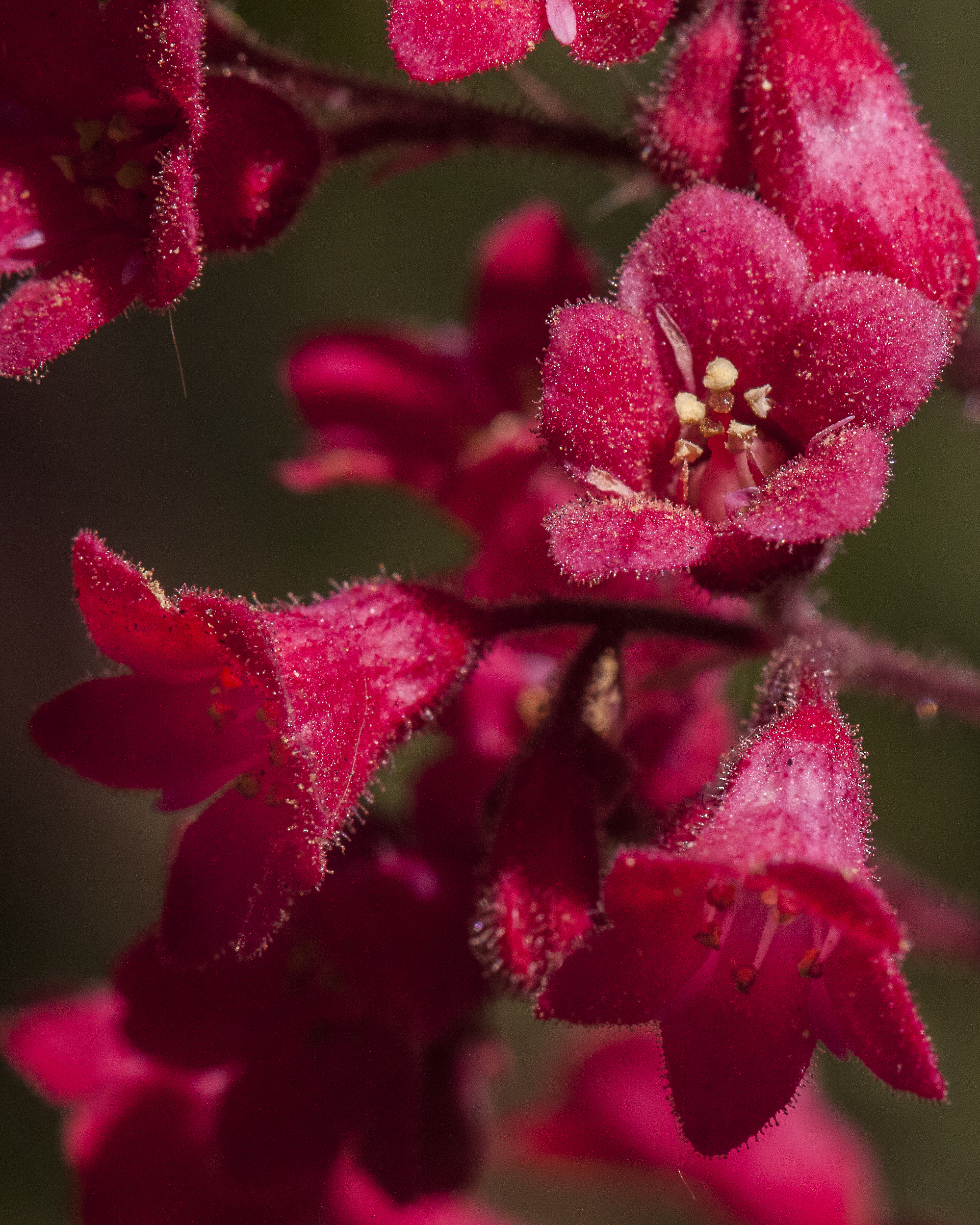 Coral Bells Flower