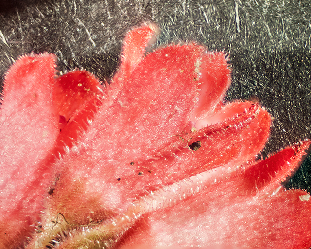 Coral Bells Micrograph