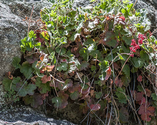 Coral Bells Plant
