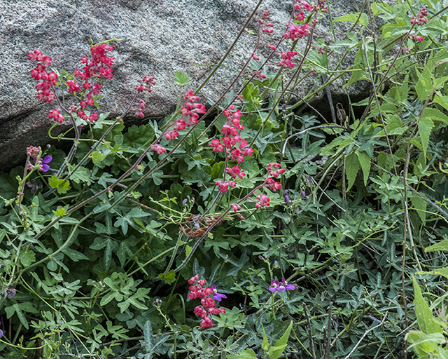 Coral Bells Plant Oracle Ridge Trail