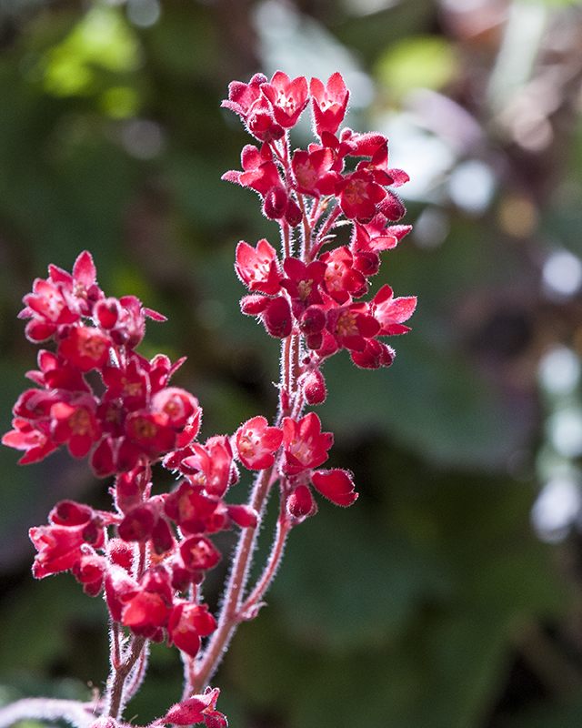 Coral Bells Stem