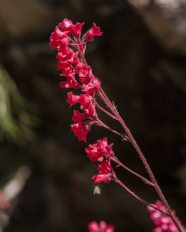 Coral Bells Stem