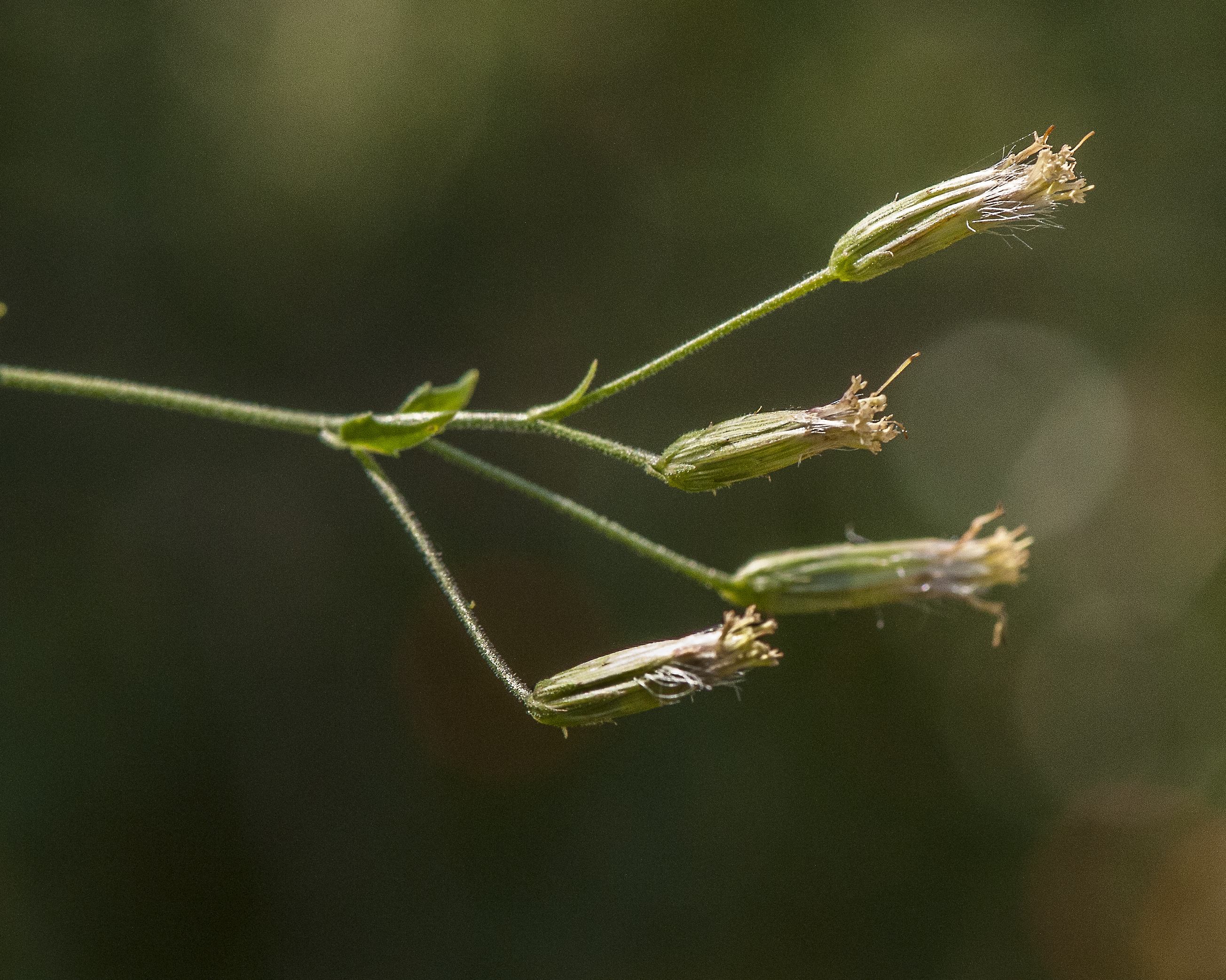 Coulter's Brickellbush Flower