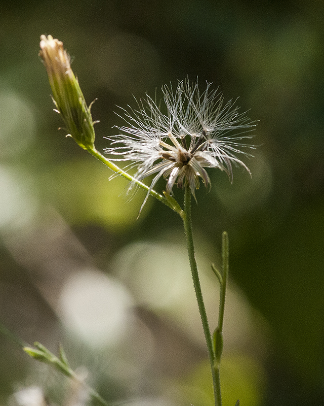 Coulter's Brickellbush Fruit