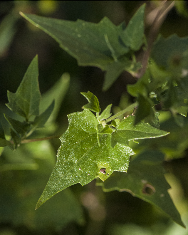 Coulter's Brickellbush Leaves