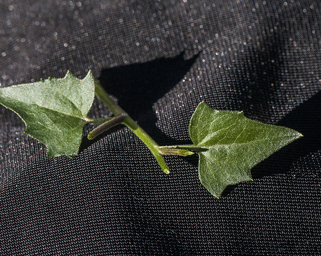 Coulter's Brickellbush Leaves