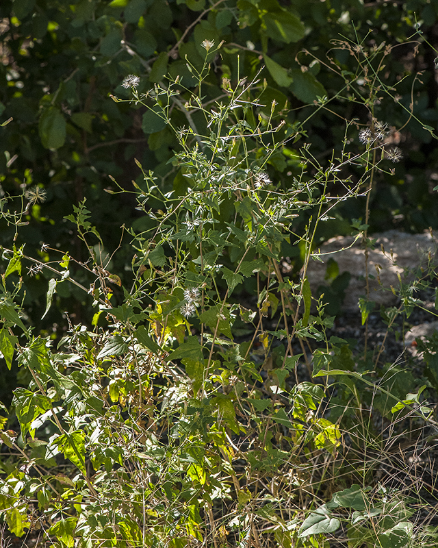 Coulter's Brickellbush Plant