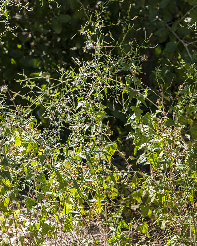 Coulter's Brickellbush Plant