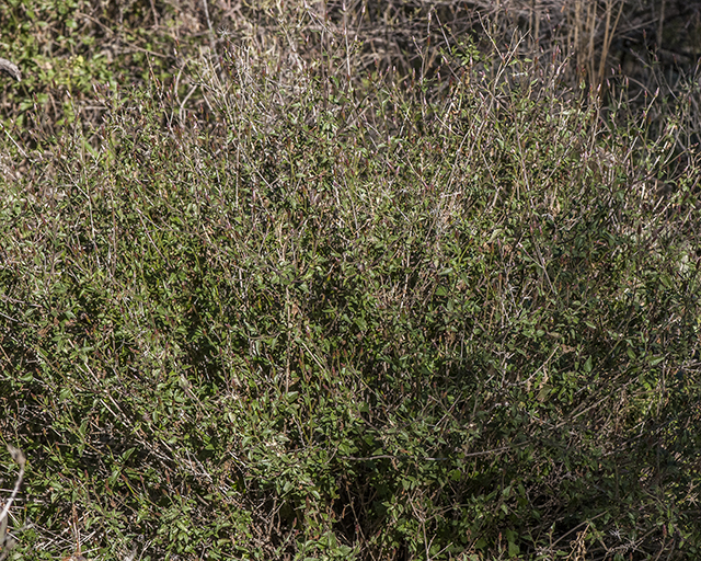 Coulter's Brickellbush Plant