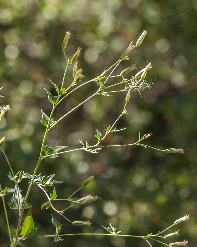 Coulter's Brickellbush Stem