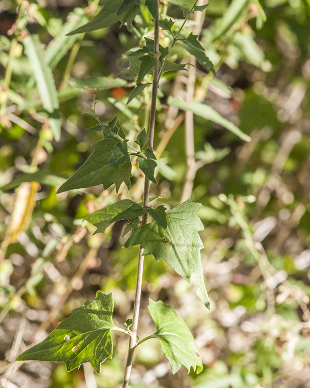 Coulter's Brickellbush Stem