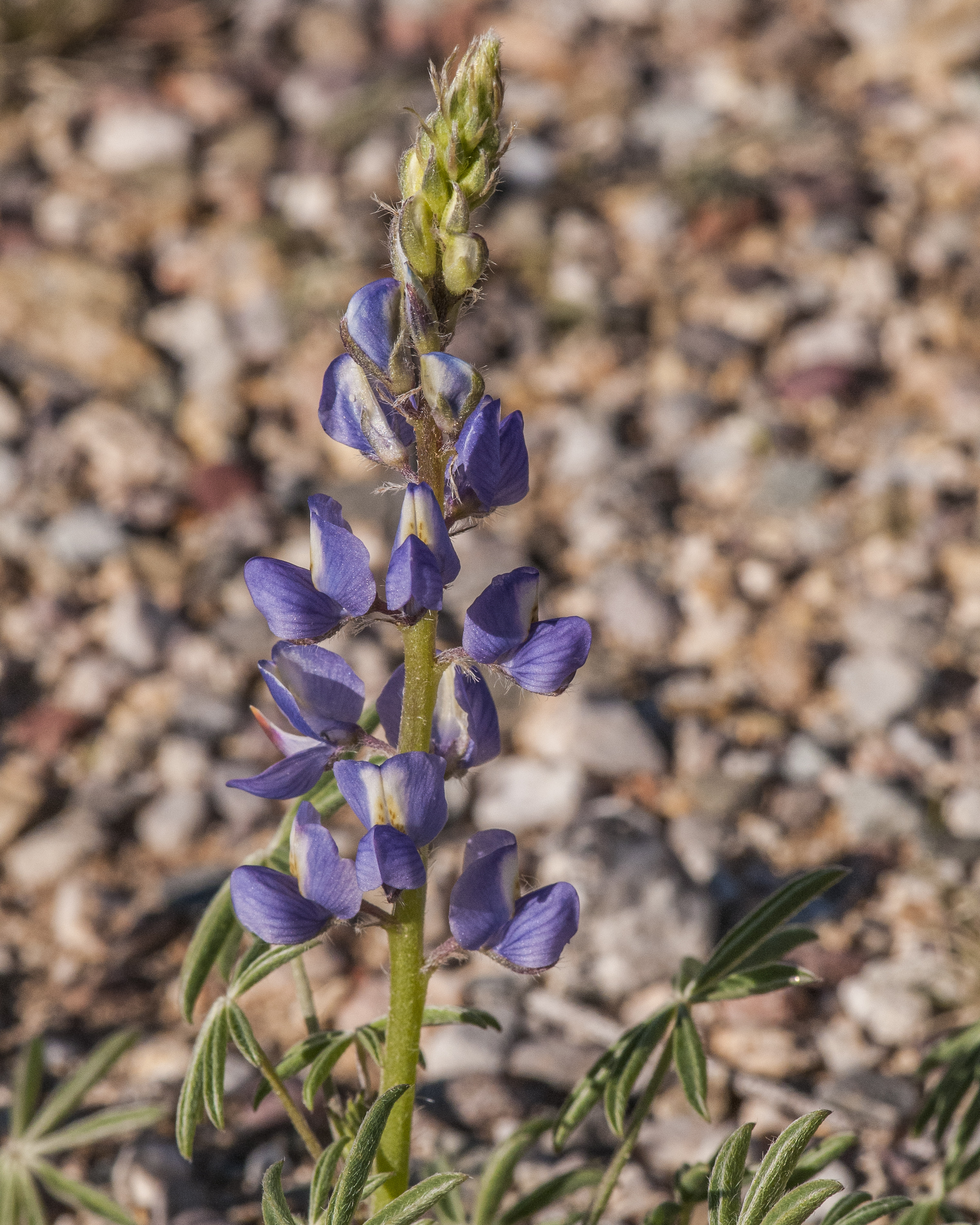 Coulter's Lupine Flower