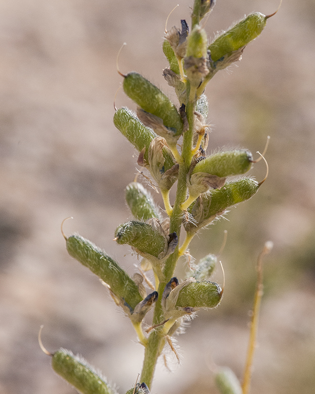 Coulter's Lupine Fruit