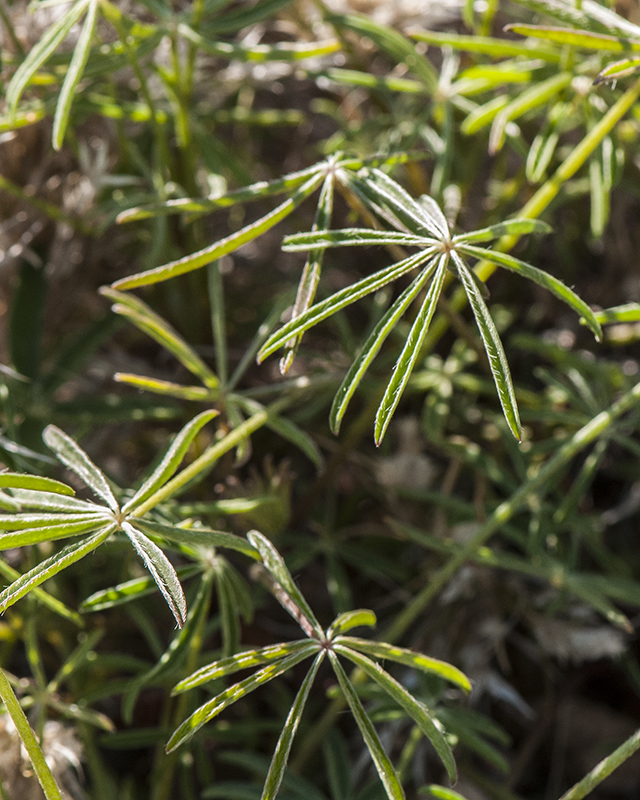 Coulter's Lupine Leaves