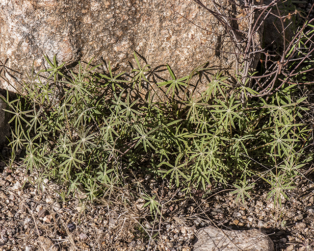 Coulter's Lupine Leaves