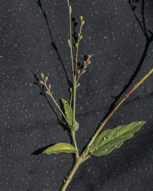 Coulter's Spiderling Leaves