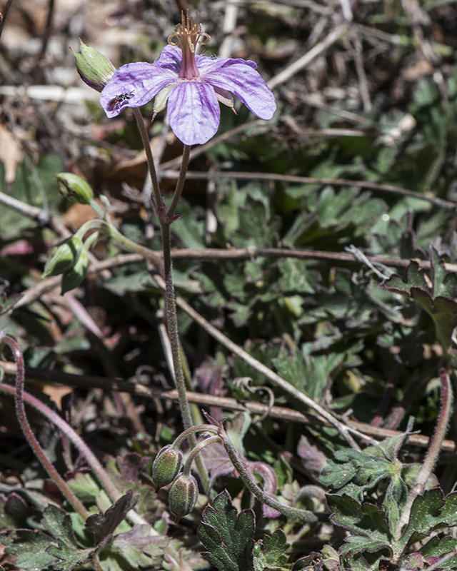 Cranesbill Plant