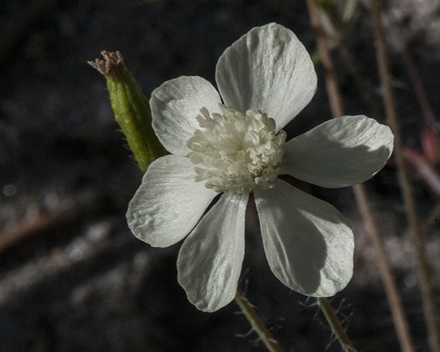 Cream Cups Flower