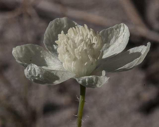 Cream Cups Flower