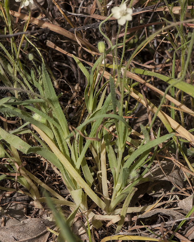 Cream Cups Leaves