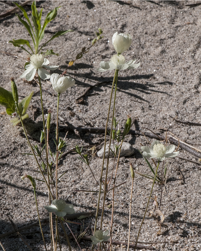 Cream Cups Plant