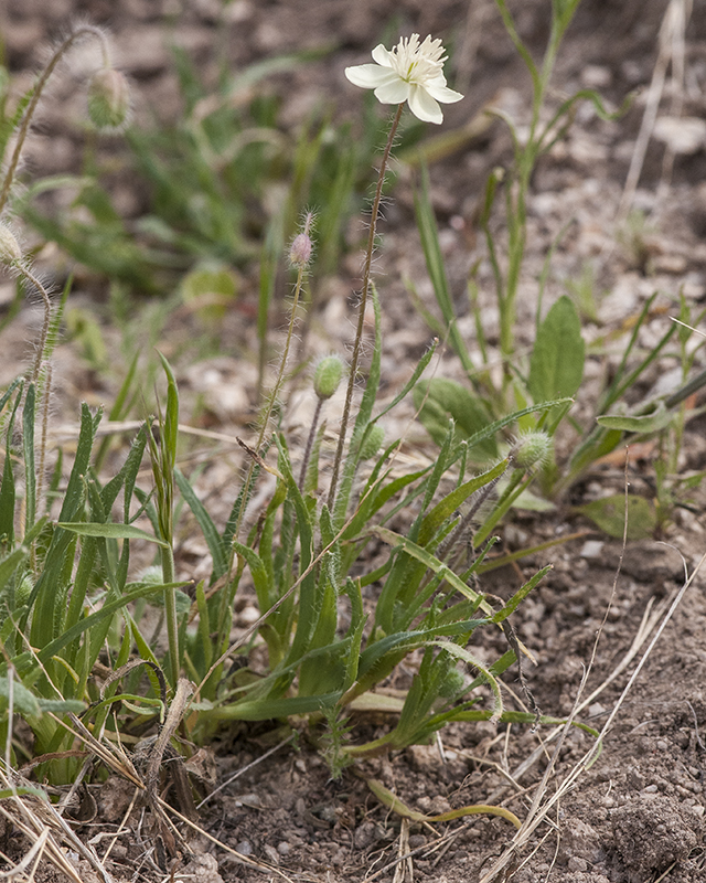 Cream Cups Plant