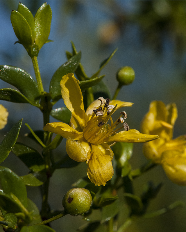 Creosote Bush Flower