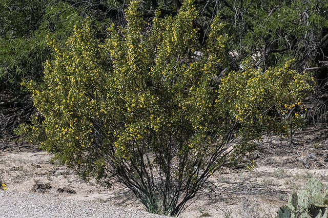 Creosote Bush Plant