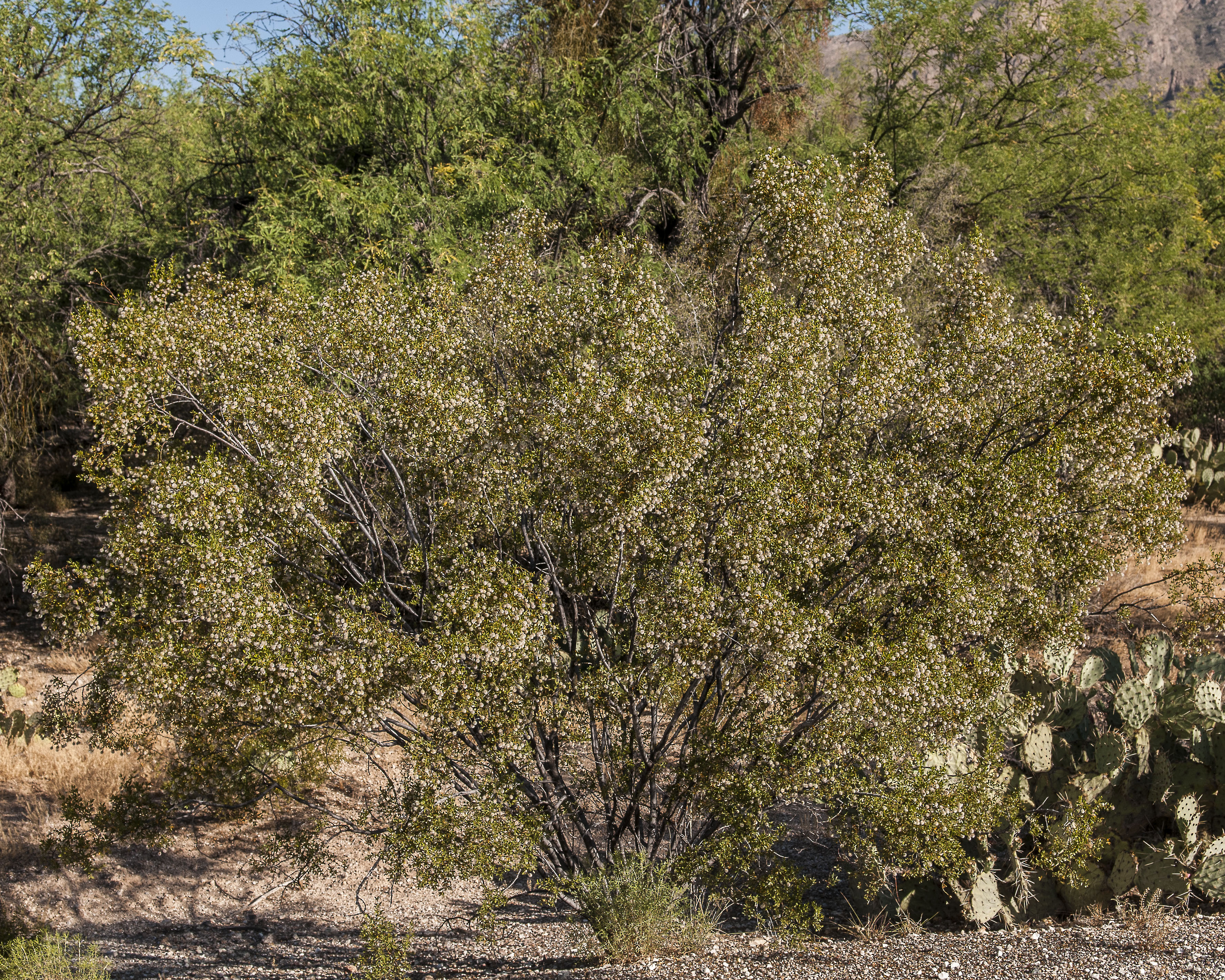 Creosote Bush Plant