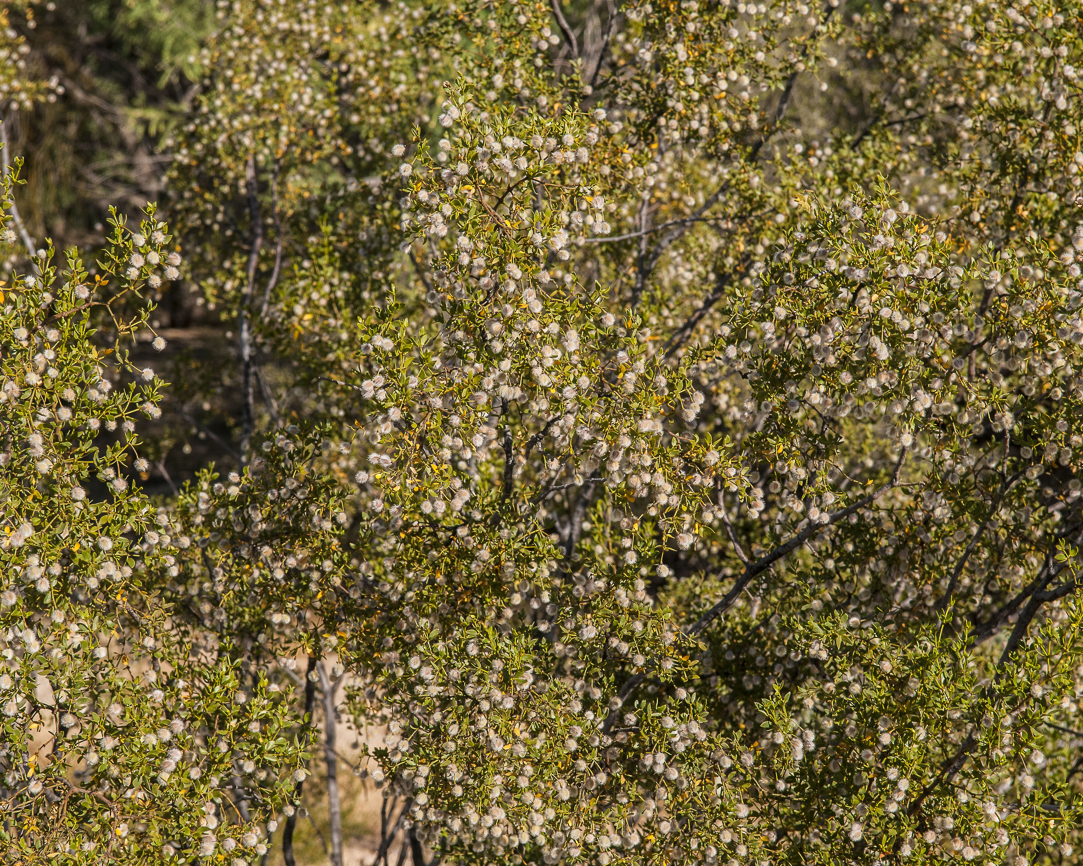 Creosote Bush Stem