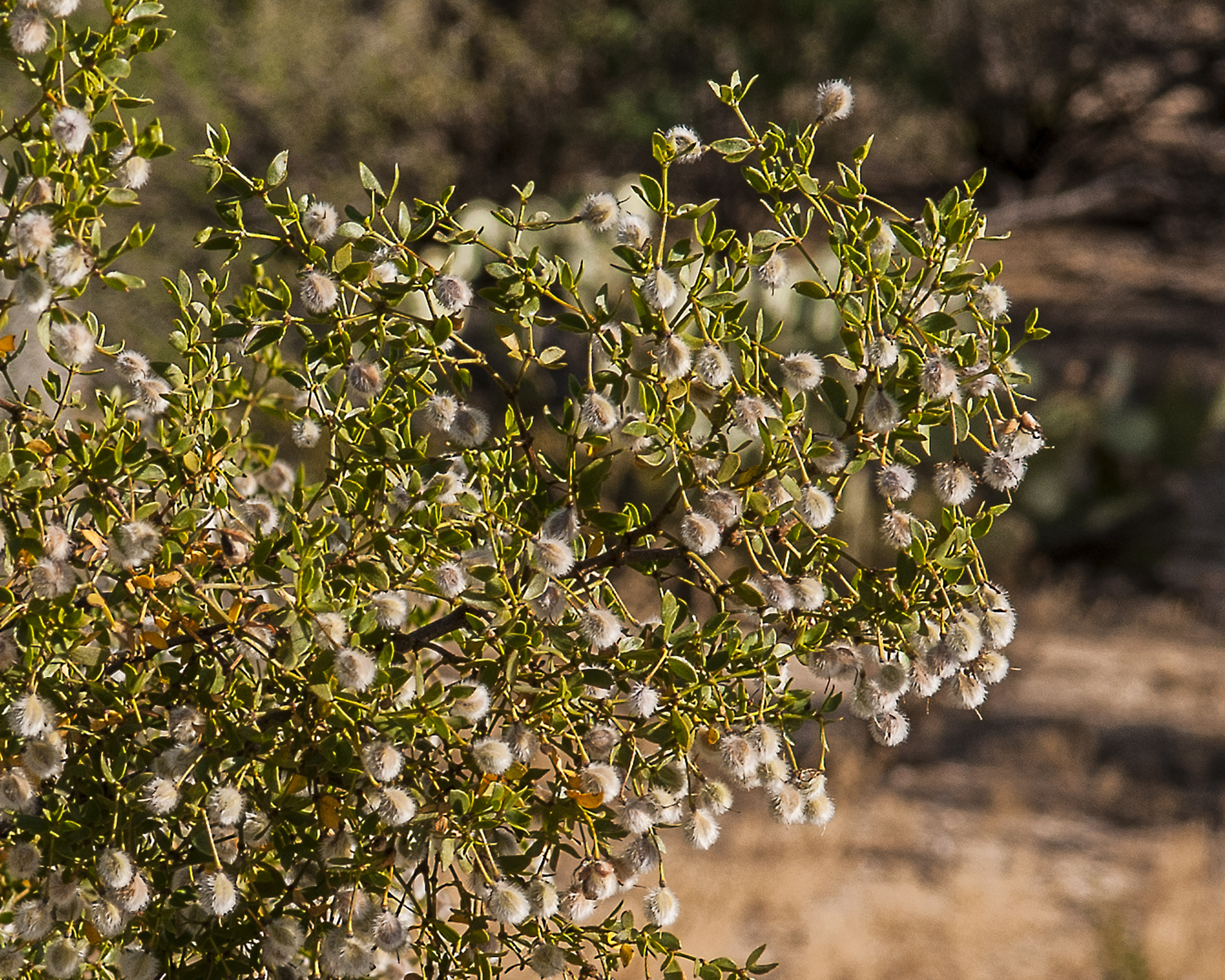 Creosote Bush Stem
