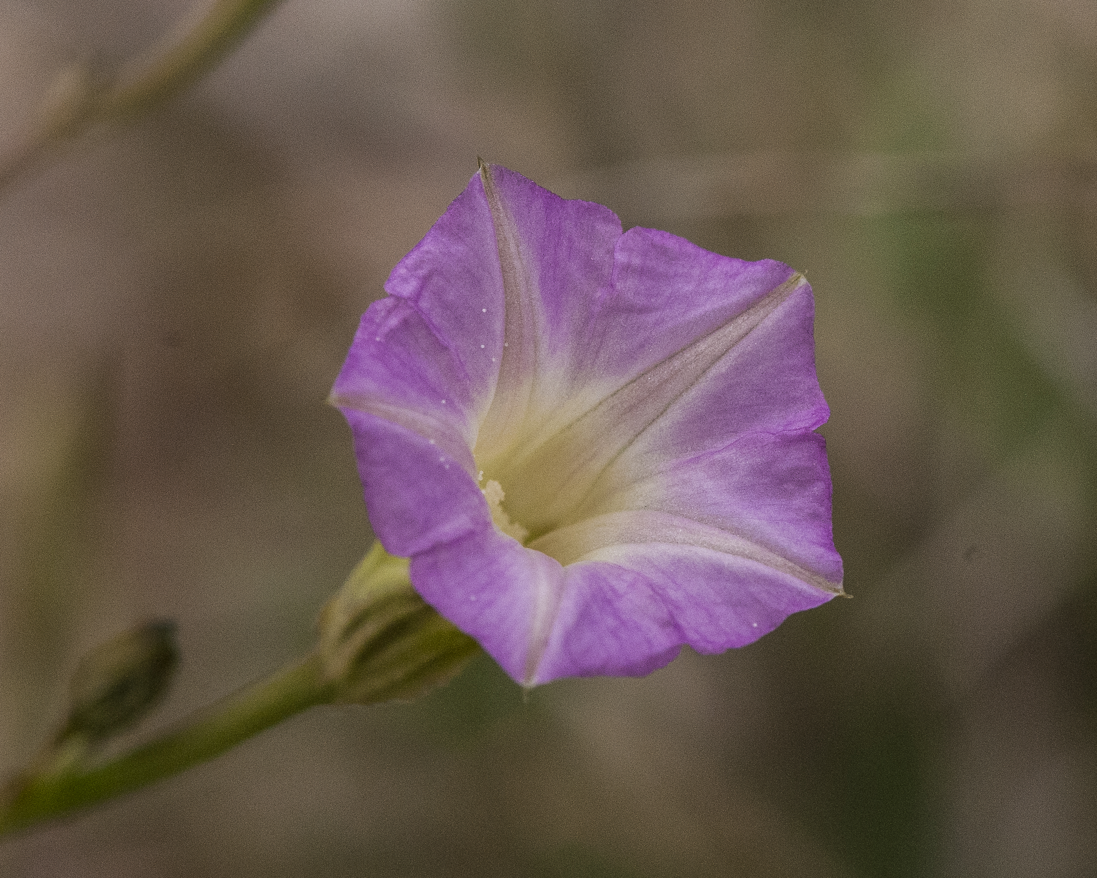 Crestrib Morning-glory Flower